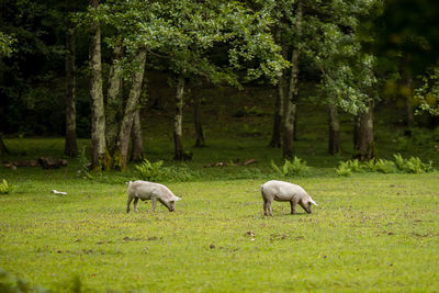 Sheep grazing in a field