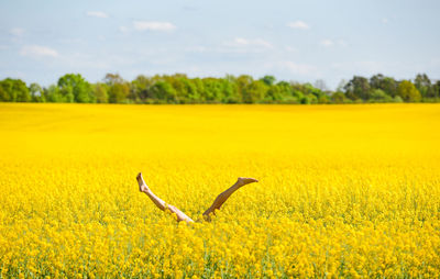 Scenic view of agricultural field