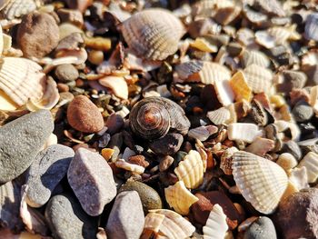 High angle view of shells on pebbles