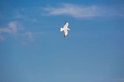 Low angle view of seagull flying against sky