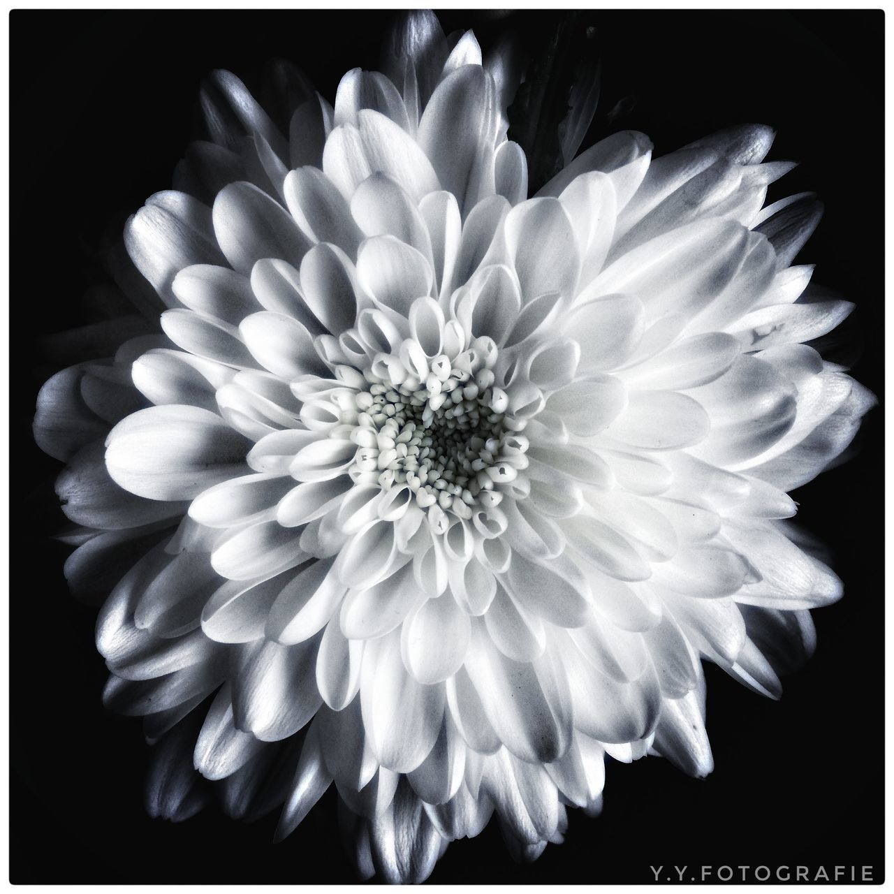 CLOSE-UP OF FLOWER AGAINST BLACK BACKGROUND