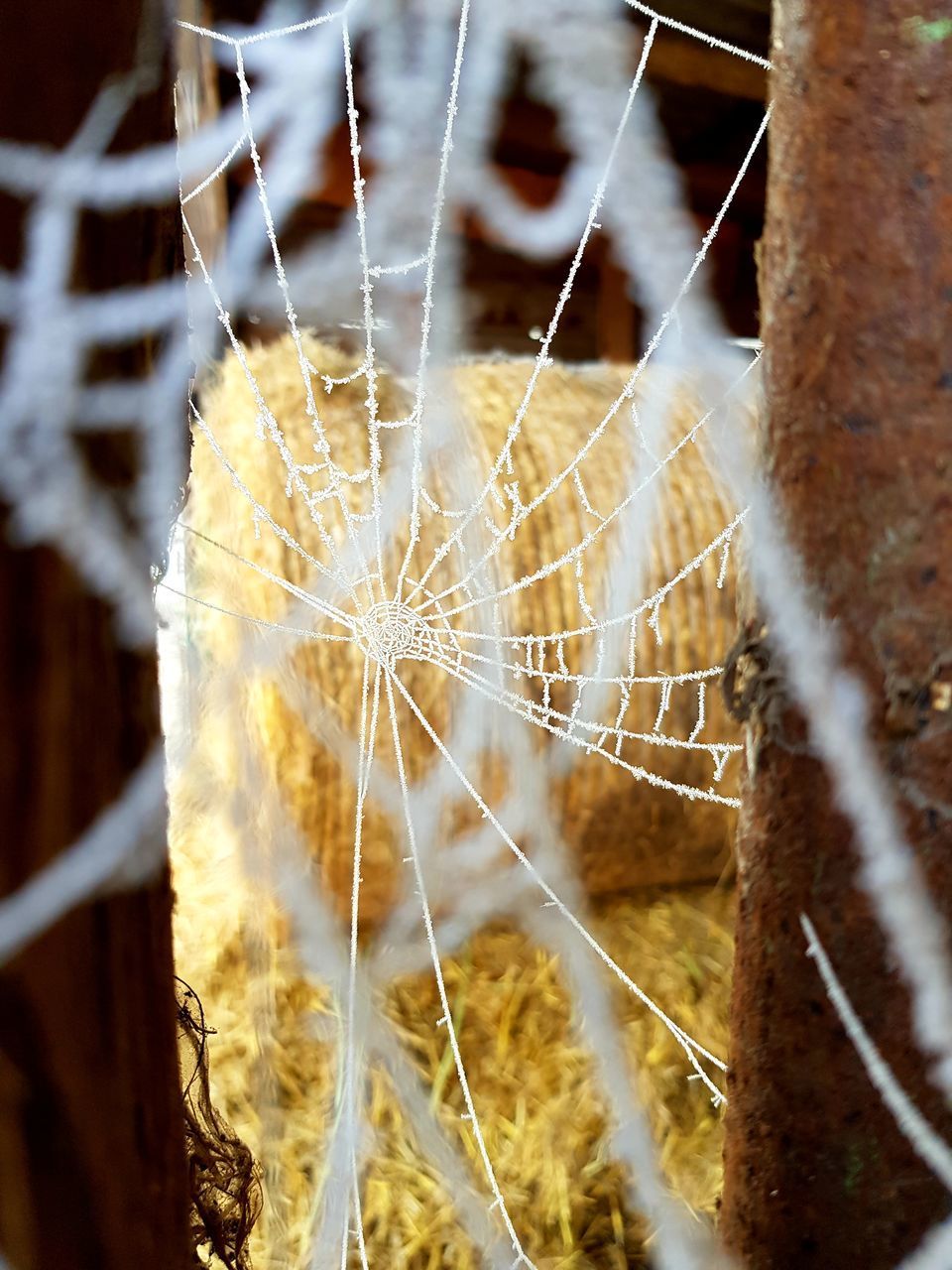 CLOSE-UP OF SPIDER WEB ON PLANT