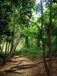 Trees in forest