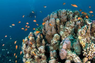 Fish swimming in sea