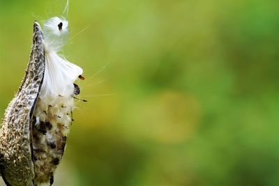 Close-up of a bird