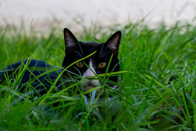 Portrait of black cat on grass