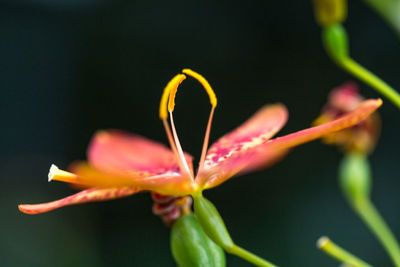 Close-up of water lily