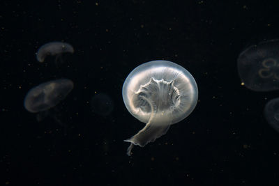 Jellyfish swimming in sea