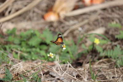 Close-up of butterfly on flower