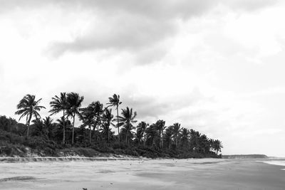 Palm trees on beach against sky