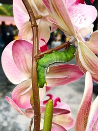 Close-up of insect on pink flower