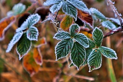 Close-up of frozen leaves