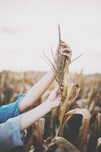 Close-up of hands holding cereal plant on field