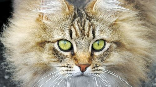 Close-up portrait of cat