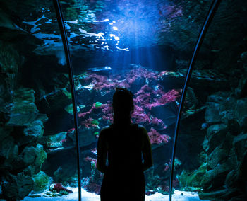 Rear view of silhouette woman in aquarium