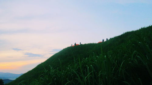 Scenic view of grassy field against sky