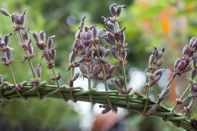 Close-up of plant against blurred background