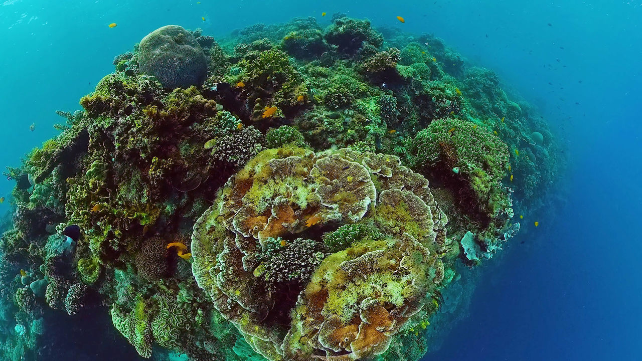 sea, water, undersea, coral reef, underwater, wildlife, sea life, animal, animal wildlife, animal themes, marine biology, coral, marine, nature, natural environment, coral reef fish, reef, no people, ocean, blue, sports, water sports, outdoors, fish