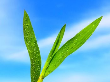 Close-up of wet plant against blue sky