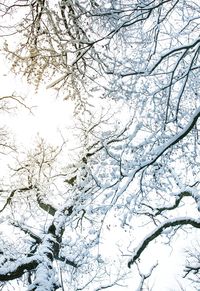 View of trees