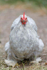 Pet grey pekin bantam chicken appears stern and angry as it strides towards the camera