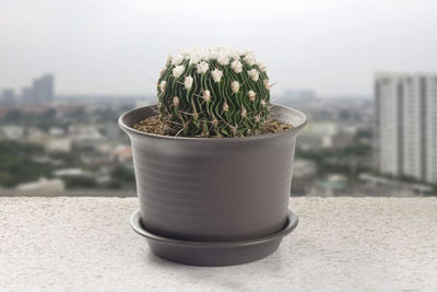 Close-up of potted plant on table