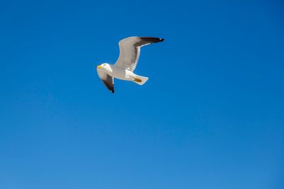 Low angle view of seagull flying