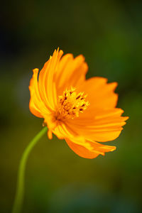 Close-up of yellow flower