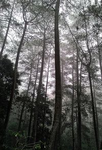 Low angle view of trees in forest