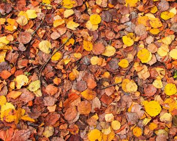 Full frame shot of yellow autumn leaves