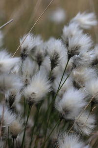 Close-up of white dandelion flowers