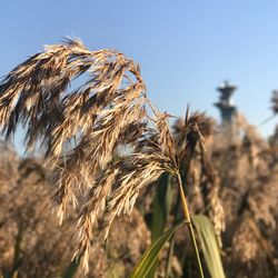 Close-up of wheat plants against clear sky