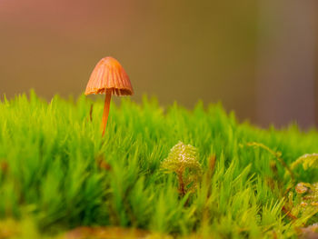 Close-up of mushroom growing on land