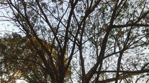 Low angle view of trees in forest