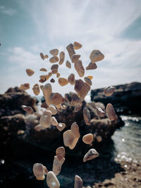 Close-up of shells in sea