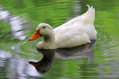 Close-up of swan swimming in lake