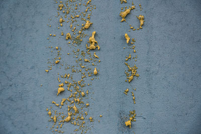 Close-up of dry leaves on yellow wall