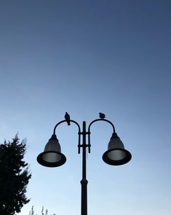 Low angle view of bird sitting on street light against clear sky