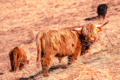 Highland cattle at pasture in mountain hairy coo sustainable breeding for slaughter 