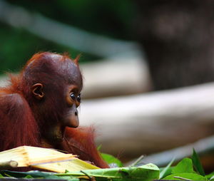 Close-up of a monkey