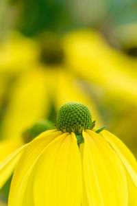 Close-up of yellow flowering plant