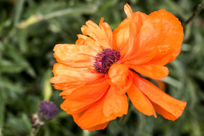 Close-up of orange flower blooming outdoors