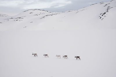 Reindeer walking on snow covered landscape