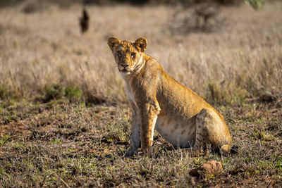 Lion cub sits