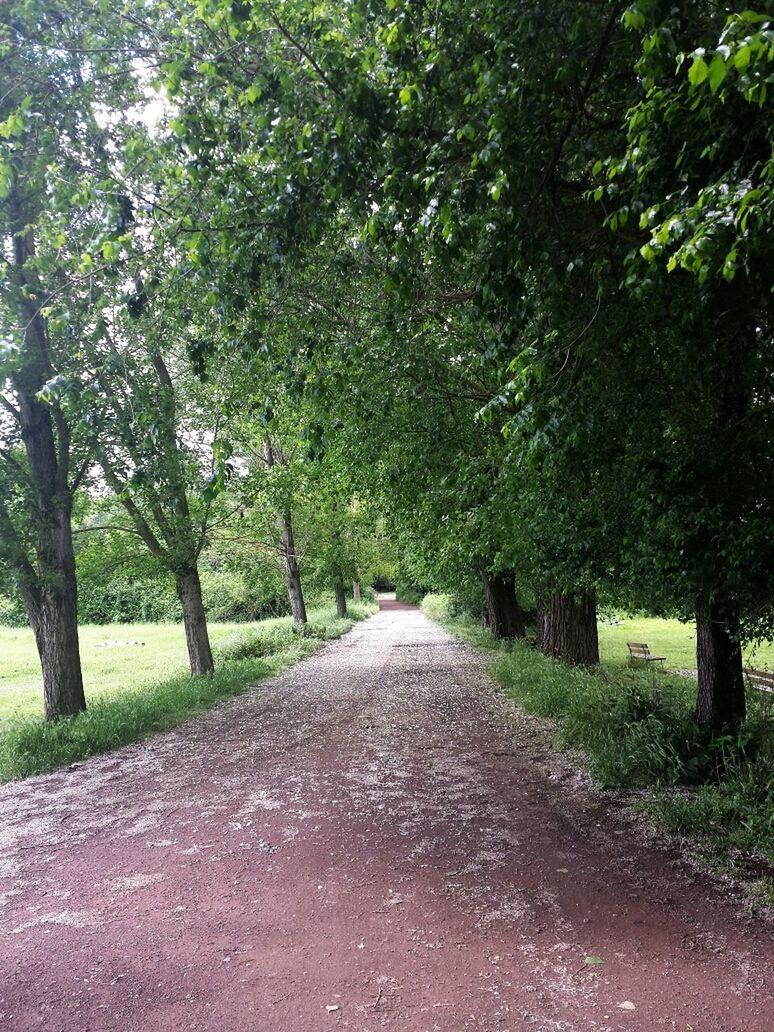 the way forward, tree, diminishing perspective, vanishing point, road, transportation, dirt road, tranquility, treelined, growth, nature, empty road, tranquil scene, empty, footpath, branch, street, country road, long, green color