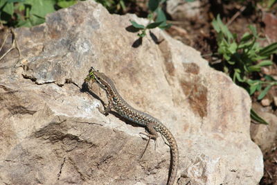 Close-up of lizard on rock
