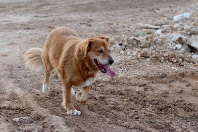 View of a dog running on field