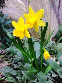 Close-up of yellow flowers