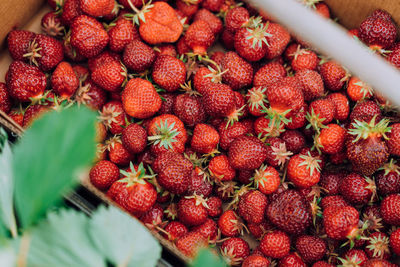 Full basket of small red ripe strawberries at a u-pick farm