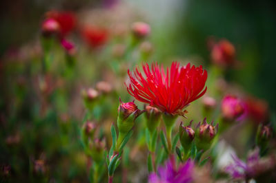 Close-up of red flowering plant on field